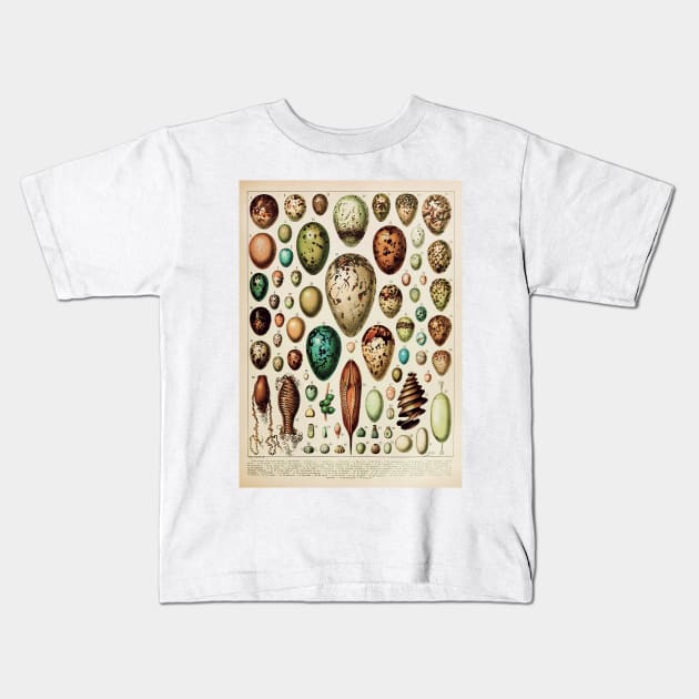 Eggs | Vintage French Biology Chart by Adolphe Millot Kids T-Shirt by wildtribe